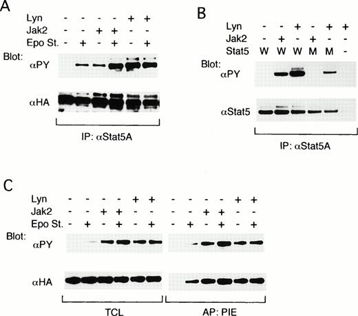 Fig. 5. Lyn induces tyrosine phosphorylation of Stat5 and activates its DNA-binding ability in COS7 cells. (A) The EpoR and ovine Stat5 tagged with an epitope recognized with anti-HA were transiently coexpressed with Jak2 or with both LynA and LynB, as indicated, in COS7 cells. Cells were left unstimulated (−) or stimulated (+) with Epo for 5 minutes before solubilization, as indicated. Cell lysates were subjected to immunoprecipitation with anti-Stat5A followed by immunoblotting with the indicated antibodies. (B) The EpoR and wild-type ovine Stat5 (W) or its mutant with a substitution of Tyr694 with Phe (M) were coexpressed in COS7 cells with Jak2 or Lyn, as indicated. Cell lysates were immunoprecipitated with anti-Stat5A and subjected to immunoblotting with indicated antibodies. (C) The EpoR and ovine Stat5 were coexpressed with Jak2 or Lyn in COS7 cells, as indicated. Cells were left unstimulated (−) or stimulated (+) with Epo for 15 minutes before solubilization, as indicated. Cell lysates were subjected to affinity purification with a PIE oligonucleotide. Total cell lysates (TCL) or affinity-purified proteins (PIE) were analyzed by immunoblotting with indicated antibodies.