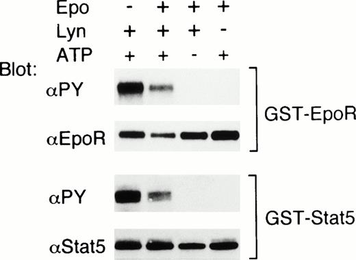 Fig. 7. Lyn phosphorylates the EpoR and Stat5 on tyrosine in vitro. 32D/EpoR-Wt cells were left unstimulated or stimulated with Epo, as indicated. Cells were then lysed and immunoprecipitated with anti-Lyn (Lyn +) or with normal rabbit serum (Lyn −). GST-EpoR (upper panels) and GST-Stat5 (lower panels) proteins were then added to immunoprecipitates as substrates and incubated at room temperature for 30 minutes in in vitro kinase buffer with or without 1 mmol/L ATP, as indicated. Reaction products were then subjected to immunoblotting with antiphosphotyrosine followed by reprobing with anti-EpoR or anti-Stat5, as indicated.