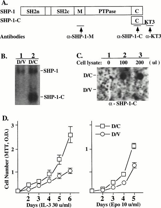 Fig. 1. The SHP-1-C mutant induced heightened growth responses to Epo/IL-3 in DA3EpoR cells. (A) The SHP-1-C mutant containing the C-terminus of the SHP-1 was tagged with the KT3 epitope and introduced into DA3EpoR cells by retroviral infection. The antigenic epitopes recognized by antibodies specific for SHP-1 (a-SHP-1-M) or SHP-1-C (a-KT3) or for both are indicated by the arrows. (B) The expression of SHP-1-C transcript in cells infected with the SHP-1-C construct (D/C) or the vector control (D/V) was determined by Northern hybridization with a SHP-1-C probe, which also detected the endogenous SHP-1. (C) The expression of SHP-1-C protein was determined by dot blotting. A membrane coated with the KT3 antibody was incubated without (lane 1) or with lysates from D/V or D/C cells (lanes 2 and 3) and probed with an anti–SHP-1-C antibody as indicated. (D) The growth responses of D/V and D/C cells to Epo or IL-3 were determined by cell proliferation assays using an MTT method and the values are the mean ± SD of three replicates.