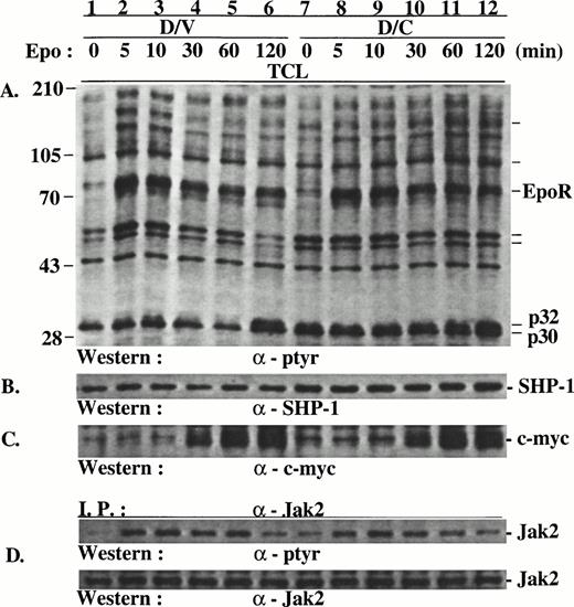 Fig. 2. SHP-1-C induced hyperphosphorylation of p32/p30 but had no marked effect on the phosphorylation of EpoR and Jak2 and c-myc expression. Total cell lysates (TCL) were prepared from D/V and D/C cells stimulated with Epo for various times. The lysates were analyzed directly by SDS-PAGE/Western blotting or used in immunoprecipitation with antibodies as indicated. The positions of hyperphosphorylated proteins of approximately 30, 32, 53, 56, 104, and 150 kD and protein size markers (in kilodaltons) are indicated.