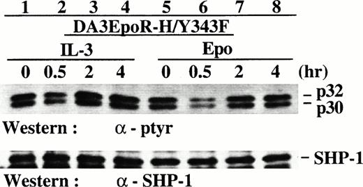 Fig. 3. Reduced induction of p32/p30 phosphorylation from the EpoR mutant H/Y343F that was defective in Ras but not Jak2 activation. DA3 cells expressing the EpoR mutant H/Y343F were deprived of growth factors and then stimulated with IL-3 or Epo for various times. Cell lysates were prepared and analyzed by SDS-PAGE/Western blotting with antibodies as indicated.