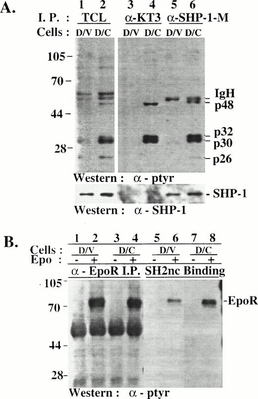 Fig. 4. Hyperphosphorylated p32/p30 coimmunoprecipitated with SHP-1 and SHP-1-C from D/C cells but were not recognized by SHP-1 SH2 domains in vitro. (A) TCLs were prepared from D/V and D/C cells and were used for immunoprecipitation with antibodies specific for SHP-1 (lanes 5 and 6) or SHP-1-C (lanes 3 and 4). TCLs and the immunocomplexes were analyzed by SDS-PAGE/Western blotting with antibodies as indicated. (B) Cell lysates of D/V or D/C cells stimulated without (−) or with (+) Epo for 5 minutes were used in anti-EpoR immunoprecipitation (lanes 1 through 4) or in in vitro binding assays with a GST fusion protein of SHP-1 SH2 domains containing amino acids 1-198 of the murine SHP-1 (lanes 5 through 8). Phosphoproteins were analyzed by SDS-PAGE/Western blotting with an anti-ptyr antibody. The higher level of EpoR phosphotyrosine signaling from D/C cells (lane 8) was not reproducible and may have been caused by variations in the amount of fusion proteins. The positions of phosphoproteins and protein size markers are indicated.