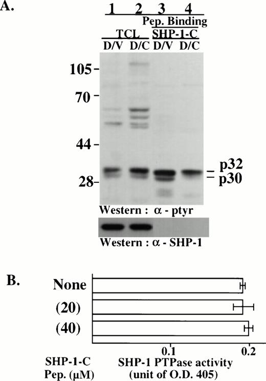 Fig. 5. Synthetic peptide of SHP-1-C binds to p32/p30 from D/V and D/C cells but has no marked effect on SHP-1 PTPase activity in vitro. (A) Total cell lysates (TCL) from D/V and D/C cells were incubated in binding assays with a synthetic peptide of SHP-1C conjugated to Affi-gel 10. TCL (lanes 1 and 2) and cellular proteins associated with peptide (lanes 3 and 4) were analyzed by SDS-PAGE and Western blotting with antibodies as indicated. The positions of phosphotyrosine proteins and protein size markers are indicated. (B) The PTPase activity of a GST-SHP-1 fusion protein was determined in the absence or presence of the synthetic SHP-1-C peptide (20 to 40 μmol/L). The data represent the mean ± SD values of duplicated samples.