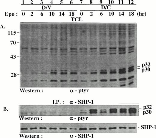 Fig. 6. p32/p30 phosphorylation in D/V and D/C cells was mainly induced at 2 to 18 hours after Epo stimulation. Growth factor-deprived D/V and D/C cells were stimulated with Epo for various times. Cell lysates were prepared and used for immunoprecipitation with an anti–SHP-1 antibody. The cell lysates and immunocomplexes were analyzed by SDS-PAGE/Western blotting with antibodies as indicated. The positions of phosphoproteins and protein size markers are indicated.