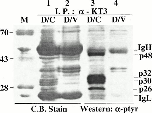 Fig. 7. Hyperphosphorylated p32/p30 are major novel proteins in SHP-1-C immunocomplexes. Cell lysates were prepared from approximately 1 × 108 D/V or D/C cells and incubated with anti-KT3 antibody. Immunocomplexes were separated in a 10% SDS-PAGE gel in duplicates with 90% of the immunocomplexes loaded in lanes 1 and 2 and about 0.1% in lanes 3 and 4. Samples in lanes 1 and 2 were detected by direct staining with Coomassie Blue R-250 and those in lanes 3 and 4 were detected by Western blotting with an anti-ptyr antibody. The positions of p32/p30, p48, p26, IgH/IgL, and protein size markers (M) are indicated.