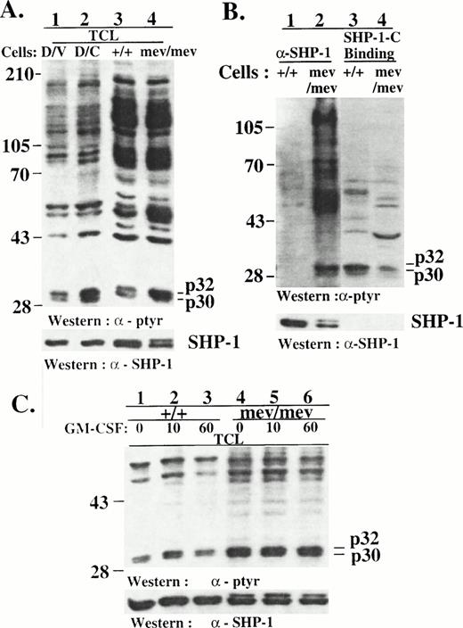 Fig. 8. Hyperphosphorylation and SHP-1 association of p32/p30 in motheaten macrophages. (A) Total cell lysates were prepared from D/V or D/C cells and from the spleen cells of normal (+/+) or viable motheaten mice (mev/mev). The lysates were analyzed by SDS-PAGE/Western blotting with antibodies as indicated. (B) Cell lysates from the spleen cells of normal (+/+) or viable motheaten mice (mev/mev) were incubated with an anti–SHP-1 antibody for immunoprecipitation assays or with the synthetic SHP-1-C peptide in binding assays. SHP-1 immunocomplexes (lanes 1 and 2) and SHP-1-C peptide-binding proteins (lanes 3 and 4) were analyzed by SDS-PAGE/Western blotting with antibodies as indicated. (C) Bone marrow-derived macrophages from normal (+/+) or viable motheaten mice (mev/mev) were deprived of growth factors and then stimulated with GM-CSF for various times. Lysates from these cells were analyzed by SDS-PAGE/Western blotting with antibodies as indicated. Positions of phosphotyrosine proteins and protein size markers are indicated.