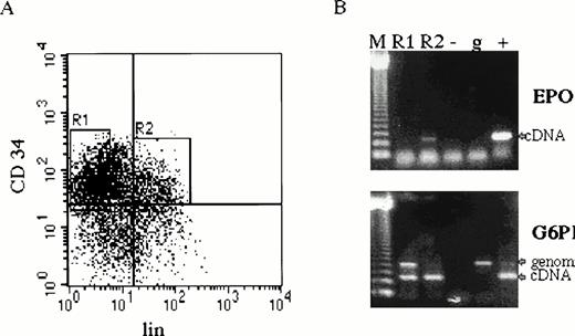 Fig. 2. EPO expression in CD34+ cells. (A) Bone marrow cells were first enriched for CD34+ cells by magnetic sorting.22 Cells were further separated by fluorescence-activated cell sorting by using phycoerythrin-labeled anti-34 antibody recognizing a different CD34 epitope and cocktail of anti-lin (CD2, CD14, CD15, CD16, CD19, and glycophorin) antibodies labeled with fluorescein isothiocyanate. CD34+lin− (R1) and CD34+lin+ (R2). (B) Total RNA from separated cells (4 × 104 of CD34+lin− and 1 × 104 of CD34+lin+) was prepared for RT-PCR (35 cycles) with EPO and G6PD primers (CD34+lin− cDNA template was prepared from 4 times more cells than CD34+lin+ cDNA, which resulted in higher genomic DNA contamination detected by PCR). CD34+lin+ cells (lane R2) contain EPO mRNA, whereas CD34+lin− do not (lane R1). Size marker 123 bp ladder (M), negative control (−), genomic DNA (g), EPO and G6PD cDNA (+).
