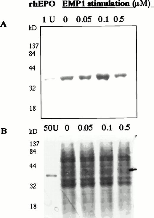 Fig. 5. EMP1 upregulates EPO expression in BMMCs. Normal BMMCs were cultured for 2 hours in serum-free medium and then stimulated for 6 hours with EMP1 (0, 0.05, 0.1, and 0.5 μmol/L). Cell lysates (10 μg/lane) were analyzed for EPO on Western blots (A). EMP1 upregulates EPO expression in BMMCs with increasing EMP1 concentration up to 0.1 μmol/L. No carrier protein was added to rhEPO in lane 1 and, thus, the intensity of rhEPO band is not comparable with the intensities of EPO bands detected in cell lysates. (B) Coomassie staining of 10% SDS-PAGE separated cell lysates (10 μg per lane). In the EPO lane, 50 U of rhEPO was used.