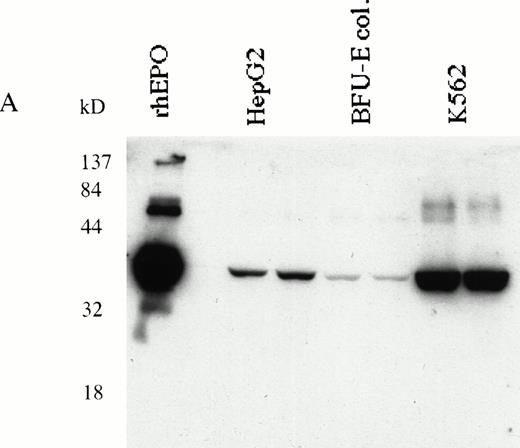 Fig. 6. (A) K562 erythroleukemia cells express EPO. Total protein cell lysates (10 μg/lane) from K562 cells, from rhEPO stimulated BFU-E colonies, and from HepG2 cells were analyzed by immunoblotting with anti-EPO antibodies. rhEPO (1 U/lane) is shown on lane 1. (B) K562 cells secrete EPO in response to stimulation with EMP. EMP1 was used (0.1 μmol/L represents optimal stimulatory concentration) for stimulation of K562 and HepG2 cells (5 × 106 cells/mL) in serum-free media for 16 hours. The EPO concentration was measured in supernatant by ELISA29 (EMP1 does not crossreact with anti-EPO antibodies). Error bars represent EPO concentration ± standard deviation.