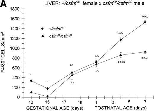 Fig. 2. Appearance of F4/80-positive cells in fetal and neonatal liver. Tissues were stained for F4/80, a macrophage-specific marker, as described in the Materials and Methods and positive cells were quantified. Results are expressed as the mean ± SEM for+/csfmop (•) andcsfmop/csfmop (▴) offspring after matings of (A) +/csfmop female ×csfmop/csfmop male and (B)csfmop/csfmop female ×+/csfmop male mice, respectively. Where indicated,+/csfmop differed fromcsfmop/csfmop at *P < .001. Results of multiple comparisons over time, where indicated, showedaP < .01 and bP < .001 versus day13; cP < .05, dP< .025, eP < .01, and fP< .001 versus day 14; gP < .01 andhP < .001 versus day 15; iP< .005 and jP < .001 versus day 18; and kP < .005 and lP < .001 versus postnatal day 1, respectively.