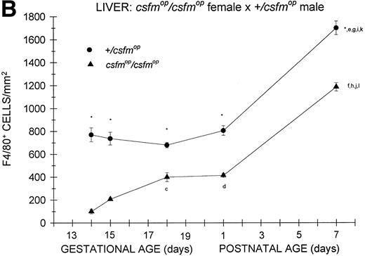 Fig. 2. Appearance of F4/80-positive cells in fetal and neonatal liver. Tissues were stained for F4/80, a macrophage-specific marker, as described in the Materials and Methods and positive cells were quantified. Results are expressed as the mean ± SEM for+/csfmop (•) andcsfmop/csfmop (▴) offspring after matings of (A) +/csfmop female ×csfmop/csfmop male and (B)csfmop/csfmop female ×+/csfmop male mice, respectively. Where indicated,+/csfmop differed fromcsfmop/csfmop at *P < .001. Results of multiple comparisons over time, where indicated, showedaP < .01 and bP < .001 versus day13; cP < .05, dP< .025, eP < .01, and fP< .001 versus day 14; gP < .01 andhP < .001 versus day 15; iP< .005 and jP < .001 versus day 18; and kP < .005 and lP < .001 versus postnatal day 1, respectively.
