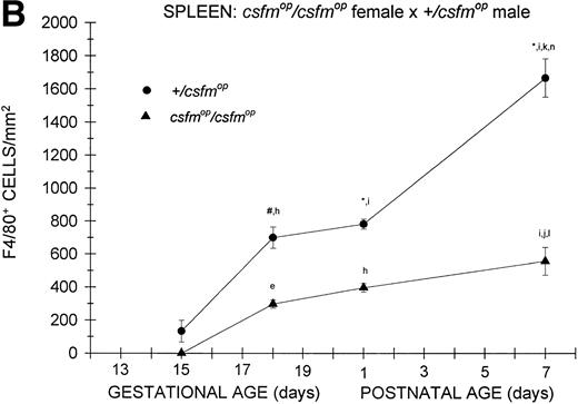 Fig. 4. Appearance of F4/80-positive cells in fetal and neonatal spleen. Tissues were stained, positive cells were quantified, and results are expressed for +/csfmop (•) andcsfmop/csfmop (▴) offspring after matings of (A) +/csfmop female ×csfmop/csfmop male and (B)csfmop/csfmop female ×+/csfmop male mice as in Fig 2. Where indicated,+/csfmop differed fromcsfmop/csfmop at #P < .01 and *P < .001, respectively. Results of multiple comparisons over time, where indicated, showed aP < .025,bP < .01, and cP < .001 versus day13; dP = .08, eP< .05, fP < .025, gP < .01, hP < .005, and iP < .001 versus day 15; jP < .01 andkP < .001 versus day 18; lP < .05, mP < .025, and nP < .001 versus postnatal day 1; and oP < .005 versus postnatal day 4, respectively.