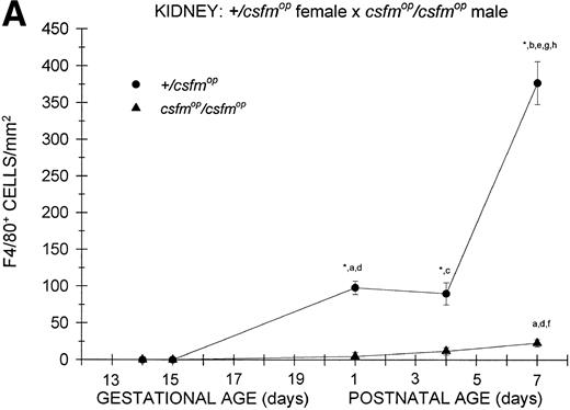 Fig. 5. Appearance of F4/80-positive cells in fetal and neonatal kidney. Tissues were stained, positive cells were quantified, and results are expressed for +/csfmop (•) andcsfmop/csfmop (▴) offspring after matings of (A) +/csfmop female ×csfmop/csfmop male and (B)csfmop/csfmop female ×+/csfmop male mice as in Fig 2. Where indicated,+/csfmop differed fromcsfmop/csfmop at #P < .01 and *P < .001, respectively. Results of multiple comparisons over time, where indicated, showed aP = .09,bP < .05, and cP < .001 versus day14; dP < .025, eP< .005, and fP < .001 versus day 15;gP < .05, hP < .025, andiP < .001 versus day 18; jP< .05, and kP < .001 verus postnatal day 1; andlP < .005 versus postnatal day 4, respectively.