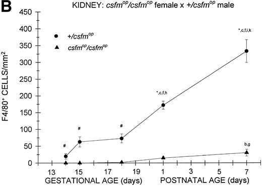 Fig. 5. Appearance of F4/80-positive cells in fetal and neonatal kidney. Tissues were stained, positive cells were quantified, and results are expressed for +/csfmop (•) andcsfmop/csfmop (▴) offspring after matings of (A) +/csfmop female ×csfmop/csfmop male and (B)csfmop/csfmop female ×+/csfmop male mice as in Fig 2. Where indicated,+/csfmop differed fromcsfmop/csfmop at #P < .01 and *P < .001, respectively. Results of multiple comparisons over time, where indicated, showed aP = .09,bP < .05, and cP < .001 versus day14; dP < .025, eP< .005, and fP < .001 versus day 15;gP < .05, hP < .025, andiP < .001 versus day 18; jP< .05, and kP < .001 verus postnatal day 1; andlP < .005 versus postnatal day 4, respectively.
