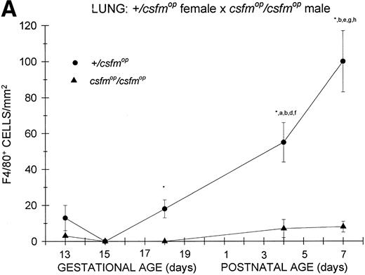 Fig. 6. Appearance of F4/80-positive cells in fetal and neonatal lung. Tissues were stained, positive cells were quantified, and results are expressed for +/csfmop (•) andcsfmop/csfmop (▴) after following matings of (A) +/csfmop female ×csfmop/csfmop male and (B)csfmop/csfmop female ×+/csfmop male mice as in Fig 2. Because of technical difficulties, Fig 6b includes only data through postnatal day 1. Where indicated, +/csfmop differed fromcsfmop/csfmop at *P< .001. Results of multiple comparisons over time, where indicated, showed aP = .07 andbP < .001 versus day13;cP < .025 versus day 14; dP< .005 and eP < .001 versus day 15;fP < .05 and gP < .001 verus day 18; and hP < .025 versus postnatal day 4, respectively.