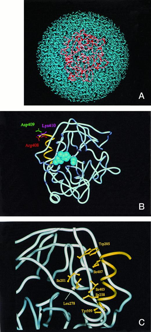 Fig. 5. (A) The model of the secreted form of truncated protein C, PC410, in the presence of water molecules. The full set of protein C protease domain coordinates was subjected to energy optimization in a sphere of 76Å diameter packed with 5,738 water molecules to obtain the best structural deletion models. The activated protein C was shown by tube model (red) and the water molecules were shown by blue. (B) The model of the secreted form, PC410. The average main chain coordinates during 45 and 60 ps obtained from MD calculation was shown by the tube model structure. The active site triad was shown by the CPK shells (blue), and the carboxyl-terminal three-rounds alpha-helix from Tyr399 to Lys410 was shown by yellow. The side chains of Arg408, Asp409, and Lys 410 were shown by the ball and stick model by red, green, and blue, respectively. (C) Hydrophobic interaction of the carboxyl-terminal alpha-helix with the surrounding residues. The carboxyl-terminal structure of PC410 was enlarged and the residues involved in the hydrophobic interaction with the carboxyl-terminal alpha-helix from Tyr399 to Lys410 were shown by the ball and stick model in yellow. This figure was taken from the backside of Fig 5B.