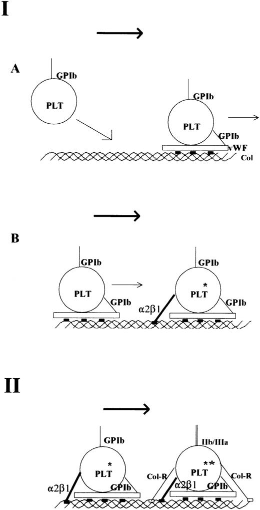 Fig. 3. Model of platelet interaction with collagen under flow conditions. The first step is the arrest of blood platelets on collagen (A + B). The interaction between GPIb-vWF and specific and high-affinity vWF-binding sites in collagen results in a marked loss of velocity of the blood platelet (A). The actual arrest of platelets occurs after α2β1-collagen interaction (B). This may also result in some degree of activation (*). Both vWF and α2β1 bind to specific adhesive sites on collagen that are depicted as solid rectangles. The second step is the binding of other collagen receptors (Col-R; eg, GP VI) to simple collagen sequences (delineating the collagen triple helix) that are depicted as open rectangles. This results in full platelet activation (**), firm attachment, and GPIIb/IIIa activation.