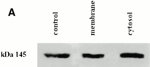 Fig. 4. (A) Immunoblot analysis of PLCγ1 in membranes and cytosolic fractions from resting T lymphocytes. Proteins from membrane and cytosolic fractions were separated by SDS-PAGE, blotted onto nitrocellulose, and reacted with anti-PLCγ1 antibody. The ECL system revealed for each fraction one band apparently at the same molecular weight. Control is represented by a cell lysate from a PLCγ1+ line (Jurkat); 145 corresponds to molecular weight (in kilodaltons) assessed on the basis of standard comigration. (B) Tyrosine phosphorylation level of PLCγ1 immunoprecipitated from membranes and cytosolic fractions. PLCγ1 immunoprecipitated from membrane and cytosolic fractions was probed with anti-phosphotyrosine antibody (PY-20) and revealed by the ECL system. Membrane PLCγ1 was consistently phosphorylated, while no or weak reactions were detected in the cytosolic enzyme. After stripping anti-PY-20, the same blot was reprobed with anti-PLCγ1 antibody to show that the levels of the protein loaded on the gel were comparable in both samples. Result is representative of 3 different experiments.