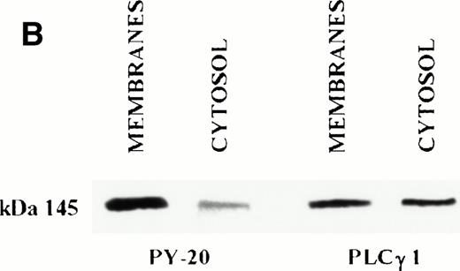Fig. 4. (A) Immunoblot analysis of PLCγ1 in membranes and cytosolic fractions from resting T lymphocytes. Proteins from membrane and cytosolic fractions were separated by SDS-PAGE, blotted onto nitrocellulose, and reacted with anti-PLCγ1 antibody. The ECL system revealed for each fraction one band apparently at the same molecular weight. Control is represented by a cell lysate from a PLCγ1+ line (Jurkat); 145 corresponds to molecular weight (in kilodaltons) assessed on the basis of standard comigration. (B) Tyrosine phosphorylation level of PLCγ1 immunoprecipitated from membranes and cytosolic fractions. PLCγ1 immunoprecipitated from membrane and cytosolic fractions was probed with anti-phosphotyrosine antibody (PY-20) and revealed by the ECL system. Membrane PLCγ1 was consistently phosphorylated, while no or weak reactions were detected in the cytosolic enzyme. After stripping anti-PY-20, the same blot was reprobed with anti-PLCγ1 antibody to show that the levels of the protein loaded on the gel were comparable in both samples. Result is representative of 3 different experiments.