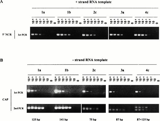 Fig. 2. Efficiency of detection of positive (A) and negative (B) strand RNA from genotype 1 to 4 derived templates. Synthetic RNA, encompassing the near full length 5' NCR and CAP sequences from genotypes 1 to 4 HCV sequences, were derived as described in Materials and Methods and used in serial dilution assays. Assays included amplification of 0 to 10 6 RNA copies per reaction. PCR products obtained after single rounds of amplification (positive strand RNA, 1A) or nested rounds of amplification (negative strand RNA, 1B) were fractionated on 2.5% agarose gel and stained with ethidium bromide.