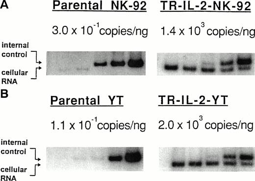 Fig. 5. Expression of IL-2 mRNA in the parental or IL-2 gene–transduced and selected NK cell lines by QC-RT-PCR. Total RNA extracted from NK cell lines (100 ng from parental cells, 1 ng from IL-2 gene–transduced cells) was reverse-transcribed and amplified using primers specific for IL-2. Southern hybridization was performed with radiolabeled cDNA for IL-2 to confirm the identify of the PCR product. The ratio of cpm in the internal control to cpm in cellular RNA was plotted to calculate the number of copies of IL-2 mRNA/ng total cellular RNA (not shown). (A) NK-92 cells, (B) YT cells.