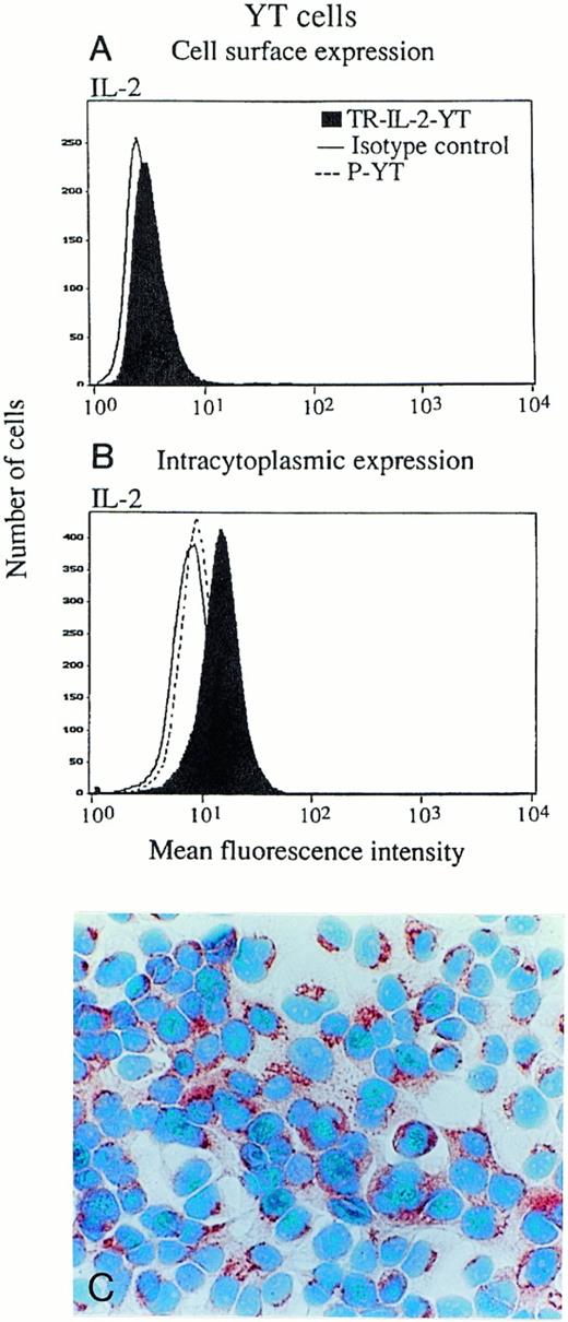 Fig. 4. IL-2 expression in parental or IL-2 gene–transduced and selected NK cell lines. (A) and (B) Nonpermeabilized or permeabilized cells, respectively, were stained with the FITC-labeled antibody for IL-2 and examined for surface or intracytoplasmic expression of IL-2 by flow cytometry. One representative experiment of 3 performed is shown for YT cells. Similar data were obtained in 3 experiments performed on NK-92 cells. (C) Immunostaining for IL-2 in stably transduced and selected NK-92 cells (original magnification ×1,000).