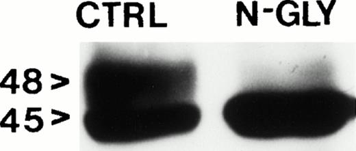Fig. 4. Western blot analysis of solubilized extracellular vesicles harvested from MIP-101 conditioned medium. Vesicles extracted with n-octyl β-D-glucopyranoside and treated with N-glyconase before SDS-PAGE produce a single band with an apparent molecular weight of 45 kD when probed with anti-Fas antibody (N-gly). Vesicles extracted with detergent and subjected to SDS-PAGE without N-glyconase treatment show two bands with apparent molecular weights of 45 and 48 kD when probed with anti-Fas antibody (C).