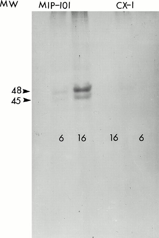 Fig. 8. Autoradiogram of 35S-labeled, immunoprecipitated protein. Fas antigen immunoprecipitated from lysates of MIP-101 (left) and CX-1 (right) cells incubated for 6 or 16 hours with 300 μCi 35S-methionine were resolved on a 7.5% SDS-polyacrylamide gel by electrophoresis. The autoradiogram was obtained by exposing an x-ray film to the dried gel for 5 days at −80°C.