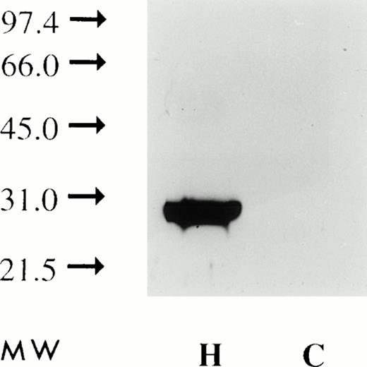 Fig. 13. Plasma membranes extracted with detergent and subjected to Western blot analysis using anti-FasL antibody (as described in the Materials and Methods) show a single band with an apparent molecular weight of 30 kD (H). Similar analysis of CX-1 plasma membranes shows no reactivity (C).