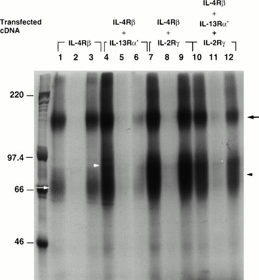 Fig. 2. Affinity cross-linking of IL-4R in transfected CHO-K1 cells. Two micrograms of cDNA for IL-4Rβ (lanes 1, 2, and 3), IL-4Rβ plus IL-13Rα′ (lanes 4, 5, and 6), IL-4Rβ plus IL-2Rγc (lanes 7, 8, and 9), and all three chains (α′, β, and γc; lanes 10, 11, and 12) were transfected to CHO-K1 cells. Transfected cells (5 × 106) were incubated with 125I–IL-4 in the absence (lanes 1, 4, 7, and 10) or presence of excess unlabeled IL-4 (lanes 2, 5, 8, and 11) or IL-13 (lanes 3, 6, 9, and 12) for 2 hours at 4°C. Bound125I–IL-4 was cross-linked to IL-4R with (DSS). The cells were then lysed at 4°C with modified RIPA buffer. The resulting lysate was analyzed by electrophoresis through an SDS-PAGE (7%) gel. The gel was dried and exposed to radiograph film for 4 days at −80°C. The molecular weight markers are shown on the left. The positions of different receptor chains are indicated (IL-4Rβ, black arrow; IL-13Rα′, white arrowhead; IL-2Rγc, black arrowhead; and approximately 55 kD, white arrow).