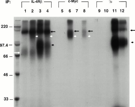 Fig. 3. The IL-13Rα′ chain associates with IL-4β. cDNA for IL-4Rβ (lanes 1, 5, and 9), IL4Rβ plus IL-13Rα′ (lanes 2, 6, and 10), IL-4Rβ plus IL-2Rγc (lanes 3, 7, and 11), and all three chains (α′, β, and γc; lanes 4, 8, and 12) was transfected to CHO-K1 cells. Transfected cells were incubated with 1 nmol/L of 125I–IL-4.125I–IL-4/IL-4R cross-linked complex was immunoprecipitated from the cell lysate at 4°C by incubating with protein A (G) sepharose beads that had been preincubated with anti–IL-4Rβ (P7), γc, or c-Myc antibodies. The resulting complex was washed five times with lysing buffer, resuspended with reducing buffer, and analyzed by 8% SDS-PAGE as described previously. The molecular weight markers are shown on the left. The position of different receptor chains is indicated (IL-4Rβ, black arrow; IL-13Rα′, white arrowhead; IL-2Rγc, black arrowhead; and approximately 55 kD, white arrow).