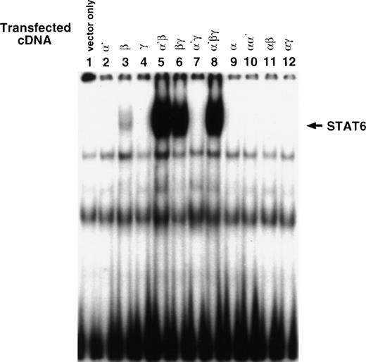 Fig. 4. Cotransfection of the IL-13Rα′ but not the IL-13Rα chain with the IL-4Rβ chain is sufficient to reconstitute STAT activation in response to IL-4. CHO-K1 cells were transfected with various chains and then incubated with IL-4 (50 ng/mL) for 10 minutes, washed with cold PBS, and solubilized with cold whole cell extraction buffer. Fifty micrograms of sample proteins were incubated for 20 minutes at room temperature with 1 ng of 32P-labeled SBE1 probe in binding buffer. Then, samples were loaded on a 4% nonreducing polyacrylamide gel and run at 150 V for 2 hours (A). For supershift assay, antimouse STAT6 (anti m-STAT6) or antihuman STAT6 (anti h-STAT6) rabbit polyclonal IgG was included in the reaction mixture before electrophoresis. The gel was dried and analyzed by autoradiography (B).