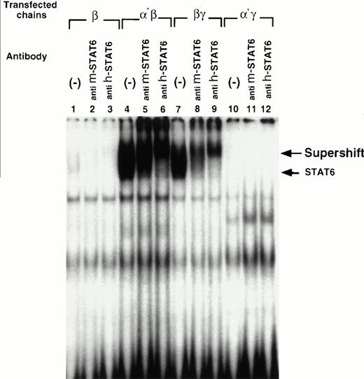 Fig. 4. Cotransfection of the IL-13Rα′ but not the IL-13Rα chain with the IL-4Rβ chain is sufficient to reconstitute STAT activation in response to IL-4. CHO-K1 cells were transfected with various chains and then incubated with IL-4 (50 ng/mL) for 10 minutes, washed with cold PBS, and solubilized with cold whole cell extraction buffer. Fifty micrograms of sample proteins were incubated for 20 minutes at room temperature with 1 ng of 32P-labeled SBE1 probe in binding buffer. Then, samples were loaded on a 4% nonreducing polyacrylamide gel and run at 150 V for 2 hours (A). For supershift assay, antimouse STAT6 (anti m-STAT6) or antihuman STAT6 (anti h-STAT6) rabbit polyclonal IgG was included in the reaction mixture before electrophoresis. The gel was dried and analyzed by autoradiography (B).