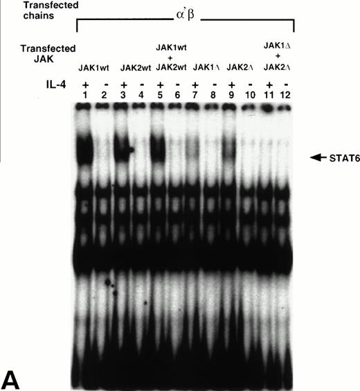 Fig. 5. JAK1 and JAK2 are required for the activation of STAT6 in response to IL-4 in the cells that express IL-13Rα′ and IL-4Rβ chains of IL-4R. Wild type JAK1 (wtJAK1), JAK2 (wtJAK2), or both, and kinase-deficient JAK1 (▵JAK1), JAK2 (▵JAK2), or both, were cotransfected with (A) the IL-4Rβ chain and the IL-13Rα′ (α′β) or (B) the IL-4Rβ chain and γc (βγ) as described in Materials and Methods. After 48 hours, the cells were stimulated by IL-4 (50 ng/mL) and lysed in lysing buffer. Fifty micrograms of sample proteins were incubated for 20 minutes at room temperature with 0.5 to 1 ng of 32P-labeled SBE1 probe. The samples were loaded on a 4% nonreducing polyacrylamide gel and run at 150 V for 2 hours. The gel was dried and analyzed by autoradiography.