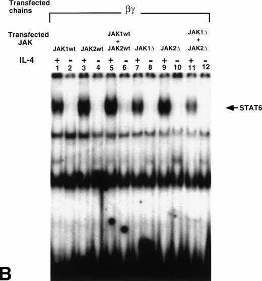Fig. 5. JAK1 and JAK2 are required for the activation of STAT6 in response to IL-4 in the cells that express IL-13Rα′ and IL-4Rβ chains of IL-4R. Wild type JAK1 (wtJAK1), JAK2 (wtJAK2), or both, and kinase-deficient JAK1 (▵JAK1), JAK2 (▵JAK2), or both, were cotransfected with (A) the IL-4Rβ chain and the IL-13Rα′ (α′β) or (B) the IL-4Rβ chain and γc (βγ) as described in Materials and Methods. After 48 hours, the cells were stimulated by IL-4 (50 ng/mL) and lysed in lysing buffer. Fifty micrograms of sample proteins were incubated for 20 minutes at room temperature with 0.5 to 1 ng of 32P-labeled SBE1 probe. The samples were loaded on a 4% nonreducing polyacrylamide gel and run at 150 V for 2 hours. The gel was dried and analyzed by autoradiography.