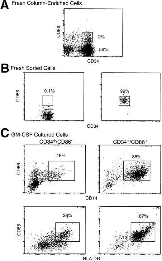 Fig. 2. CD34+/CD86+ cells cultured in SCF plus GM-CSF acquire the surface phenotype of monocytes. Human marrow CD34+ cells were enriched by column immunoabsorption (A). CD34+/CD86+ and CD34+/CD86− cells were purified by FACS-sorting through the gates shown in (A) and cultured for 9 days in SCF and GM-CSF. Sorted fresh (B) or cultured (C) cells were stained and analyzed by three-color microfluorimetry.