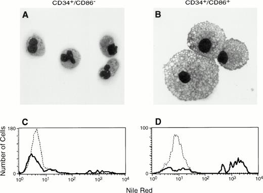 Fig. 3. CD34+/CD86+ cells cultured in SCF plus GM-CSF acquire the morphology and phagocytic properties of macrophages. Cytospins were prepared after 9 days of culture in the presence of SCF and GM-CSF, followed by Wright-Giemsa staining and microscopic analysis. CD34+/CD86−precursors gave origin predominantly to granulocytes, in addition to a small number of monocytes and macrophages (A; 100× amplification using oil immersion). CD34+/CD86+precursors generated macrophages (B). In a phagocytosis assay, latex particles were internalized by 12% of CD34+/CD86− cell progeny stimulated by SCF plus GM-CSF (C) compared with 61% of CD34+/CD86+ cell progeny stimulated by SCF plus GM-CSF (D).