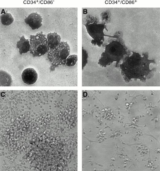 Fig. 6. Dendritic cells are generated by stimulation of CD34+/CD86+ cells with TNF-α, GM-CSF, and SCF. CD34+/CD86− (A and C) and CD34+/CD86+ (B and D) cells were cultured in the presence of TNF-α, GM-CSF, and SCF for 9 days. Cells were either Wright-Giemsa–stained and photographed at 100× amplification using oil immersion (A and B) or cells were photographed at 20× amplification by phase contrast (C and D). CD34+/CD86− precursors generated a heterogeneous population of cells. In contrast, CD34+/CD86+ cells generated predominantly cells with dendritic morphology.