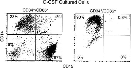 Fig. 8. CD34+/CD86+ cells cultured in G-CSF do not generate granulocytes. Human marrow CD34+/CD86+ and CD34+/CD86− cells were purified by FACS-sorting and cultured for 9 to 11 days in G-CSF. Cultured cells were stained and analyzed by microfluorimetry.