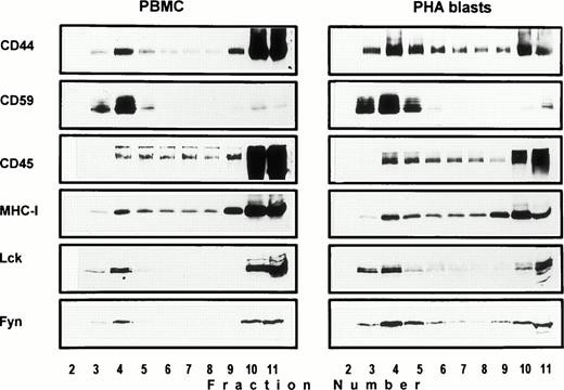 Fig. 1. Association of CD44 with low-density plasma membrane fractions in human T lymphocytes. One hundred million human PBMC (left panel) or PHA blasts (right panel) were extracted in TKM buffer containing 0.5% TX-100, and the lysates were subjected to equilibrium gradient centrifugation as described in the Materials and Methods. Eleven 1-mL fractions were collected from the top, and 20 μL of each fraction (2 through 11) was electrophoresed under nonreducing (CD44, CD45, MHC-I, and CD59) or reducing (Lck and Fyn) conditions. Separated proteins were detected by ECL-based Western blot. Fractions 3 through 6 correspond to the 5% to 36% sucrose interface. Data shown are representative of at least three experiments. Identical distribution profiles were obtained when 0.5% Brij-58 was used for extraction. Fraction 1 did not contain any of the cell surface or intracellular proteins tested.