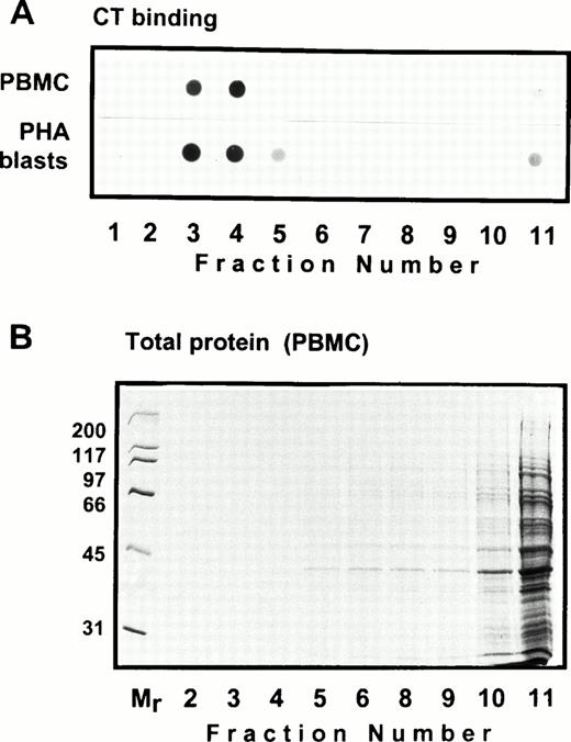 Fig. 2. Distribution of the glycosphingolipid GM1 in equilibrium sedimentation gradients. In (A), 10 μL of the gradient fractions shown in Fig 1 was dot-blotted onto nitrocellulose filters, blocked, and probed with HRP-conjugated cholera toxin followed by ECL detection. The total protein profile of the gradient fractions of TX-100 lysate of PBMC is shown in (B). A similar profile obtained for PHA blasts is not shown.