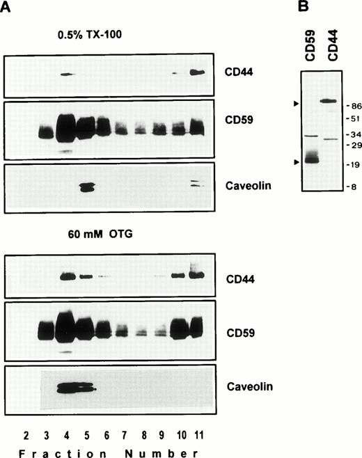 Fig. 3. (A) Endothelial cell CD44 partitions into caveolin containing low-density membrane fractions. ECV304 cells grown in 10-cm Petri dishes were extracted in TKM-0.5% TX-100 (upper panel) or 60 mmol/L OTG (lower panel) at 4°C for 30 minutes. The lysates were subjected to equilibrium sedimentation, and the fractions were tested for the distribution of CD44, CD59, or caveolin as described in Fig 1. Caveolin was analyzed under reducing conditions. (B) CD44 and CD59 do not interact directly in the low-density membrane fractions. Surface biotinylated ECV304 cells were extracted with TKM-0.5% TX-100 and ultracentrifuged in sucrose gradients, and the GPI-rich top fractions 3 through 6 were pooled. One milliliter of the pool was precleared with Pansorbin and immunoprecipitated with protein A/G beads coated with antibodies against CD59 or CD44. SDS-PAGE separated proteins were detected by Western blot using streptavidin-HRP.