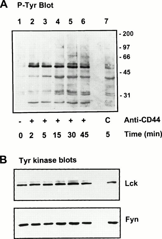 Fig. 4. Stimulation of protein tyrosine phosphorylation via CD44. Freshly isolated human PBMC were stimulated by immobilized anti-CD44 MoAb as described in the Materials and Methods. At the indicated time points, cells were lysed and equivalent amounts of lysates were electrophoresed under reducing conditions, blotted, and probed for tyrosine phosphorylated proteins by PY20 followed by GAM-AP and ECL detection (upper panel). Lane 1, unstimulated cells; lanes 2 through 6, cells plated in CD44 MoAb-coated wells, lane 7, cells plated in control mouse IgG-coated wells (C). Equivalent protein loading in the wells was verified by Ponceau-S staining of the blots, as well as by probing for Lck and Fyn kinases (lower panels).