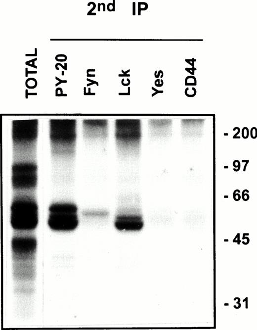 Fig. 6. CD44 is associated with Lck and Fyn kinases in the low-density membrane domains. After kinase assay on CD44 immunoprecipitates from pooled low-density fractions as in Fig 5B, left panel top, the immune complexes were washed in 0.5% Brij-58 lysis buffer, dissociated by SDS, and reimmunoprecipitated using the indicated antibodies. The immunoprecipitated proteins were separated by SDS-PAGE and visualized by autoradiography after 4 days of exposure. The total phosphoprotein profile associated with the primary CD44 immunoprecipitate is shown in the first lane.