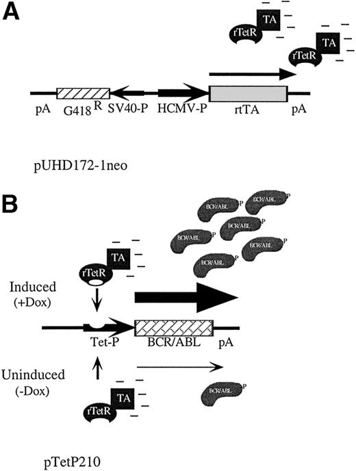 Fig. 1. Schematic of reverse-tet transactivator construct pUHD172-1neo (A) and tet-inducible BCR/ABL construct pTetP210 (B).