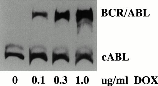 Fig. 2. Analysis of conditional BCR/ABL expression. Western blot analysis of BCR/ABL expression in TonB210.1 cells grown in varying amounts of doxycycline (DOX). Constitutive cABL expression is shown.