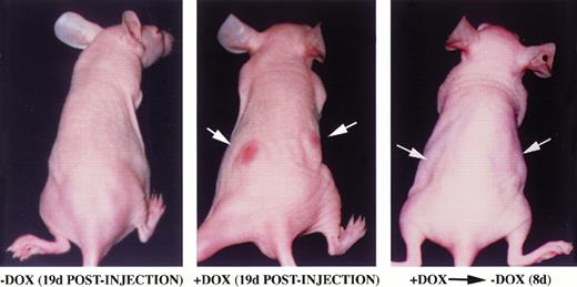 Fig. 4. Inducible tumor formation of TonB210.1 cells in nude mice. 107 TonB210.1 cells were injected subcutaneously into the flanks of nude mice given water without (left) or with (middle) 400 μg/mL doxycycline. Tumor regression was observed following removal of doxycycline from the drinking water (right). Sites of TonB210.1 injections resulting in tumors are indicated by arrows.