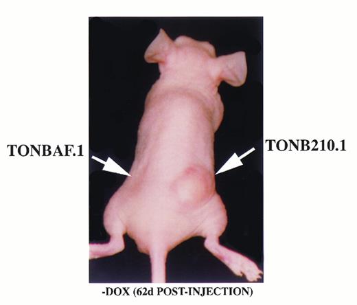 Fig. 5. Doxycycline-independent tumor formation. TonB210.1 cells (107) and parental TonBaF.1 cells (107) were injected subcutaneously into nude mice given drinking water without doxycycline. Arrows show sites of cell injection.