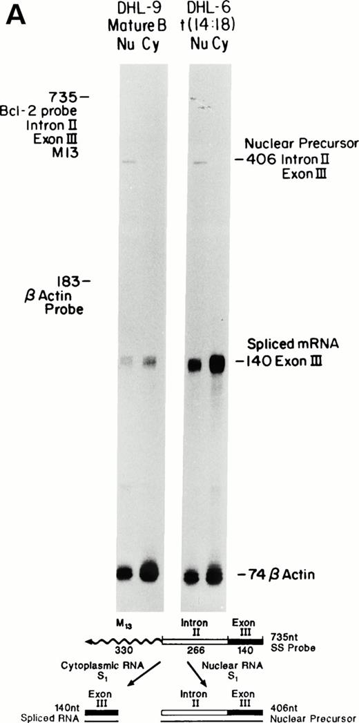 Fig. 1. Comparison of nuclear precursors, spliced nuclear mRNA, and cytoplasmic RNA. Single-stranded S1 nuclease protection probes and protected fragments are shown at the bottom. The m13-probes were uniformly labeled. The lack of visible bands at nt 735 (Bcl-2) and nt 183 (β-actin) indicates that nuclease digestion is complete and that only RNA is detected. Cohybridization of the same sample with a β-actin probe controls for equal amounts of RNA. Note that the β-actin probe used here contains only exon sequences (no precursor). (A) Bcl-2 intron II-exon III border. (B) Exon II-intron II border. Precursor protection of the upstream exon is much stronger and probably reflects increased polymerase loading at the 5′ end.