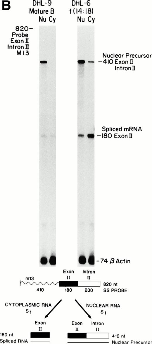 Fig. 1. Comparison of nuclear precursors, spliced nuclear mRNA, and cytoplasmic RNA. Single-stranded S1 nuclease protection probes and protected fragments are shown at the bottom. The m13-probes were uniformly labeled. The lack of visible bands at nt 735 (Bcl-2) and nt 183 (β-actin) indicates that nuclease digestion is complete and that only RNA is detected. Cohybridization of the same sample with a β-actin probe controls for equal amounts of RNA. Note that the β-actin probe used here contains only exon sequences (no precursor). (A) Bcl-2 intron II-exon III border. (B) Exon II-intron II border. Precursor protection of the upstream exon is much stronger and probably reflects increased polymerase loading at the 5′ end.